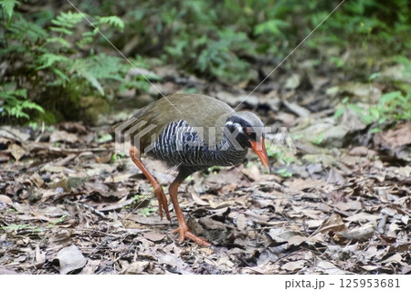 ヤンバルクイナ・山原水鶏（沖縄県・国頭村） 125953681