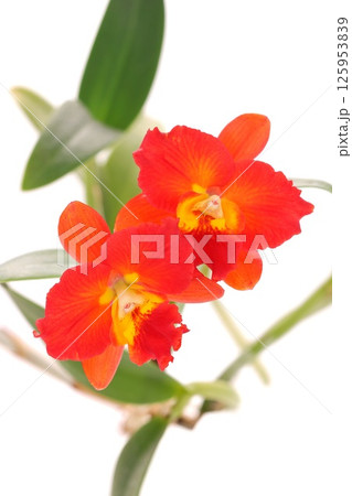 カトレア 赤い花 明るい背景 ブラナエンジェル カトレア 赤い花 明るい背景 ブラナエンジェル 125953839