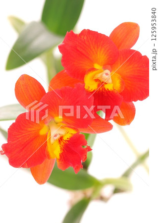 カトレア　赤い花　明るい背景　ブラナエンジェル 125953840