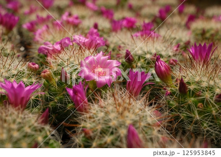 ピンク色のサボテンの花とつぼみ 125953845