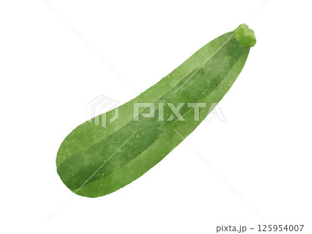 水彩風の緑色のズッキーニのイラスト 125954007