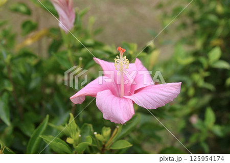 ハイビスカス・ピンクアイス(沖縄県・国頭村) ハイビスカス・ピンクアイス(沖縄県・国頭村) 125954174