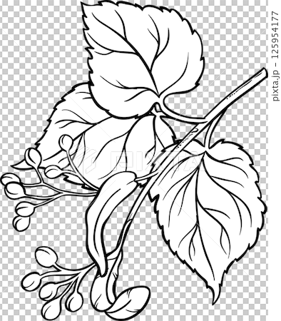 Linden Branch with Flowers and Leaves Outline Illustration. 125954177