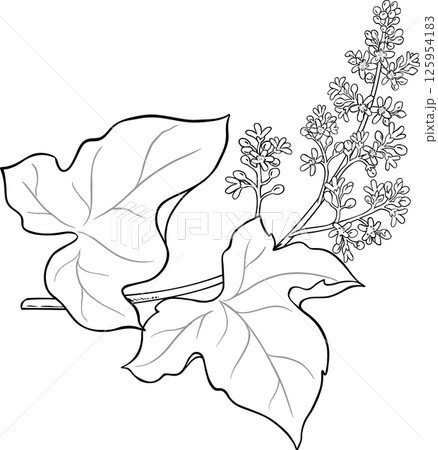 Kukui Branch with Flowers and Leaves Outline Illustration. Kukui Branch with Flowers and Leaves Outline Illustration. 125954183
