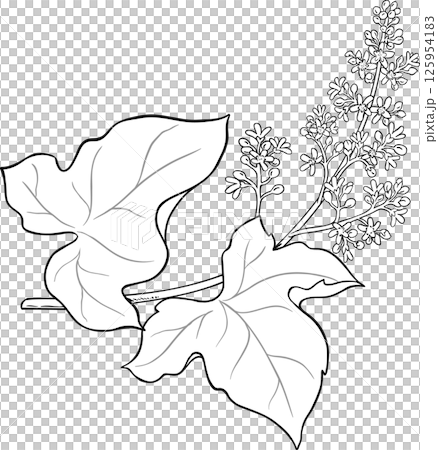 Kukui Branch with Flowers and Leaves Outline Illustration. Kukui Branch with Flowers and Leaves Outline Illustration. 125954183