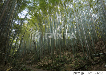 京都の竹林、東洋の神秘的な自然風景 125954263