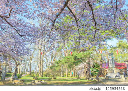 春　清々しい朝を迎えた千秋公園　秋田市 125954268