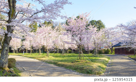 清々しい朝を迎えた春の千秋公園　秋田市 125954315