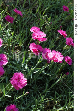 春4月木漏れ日の中に咲くピンクのセキチクの花 125954359