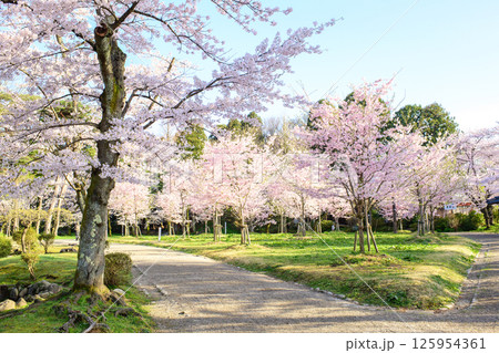 清々しい朝を迎えた春の千秋公園 秋田市 清々しい朝を迎えた春の千秋公園 秋田市 125954361