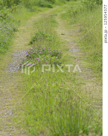 花が咲く河川敷の道 125954377