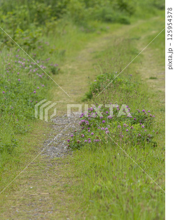 花が咲く河川敷の道 花が咲く河川敷の道 125954378