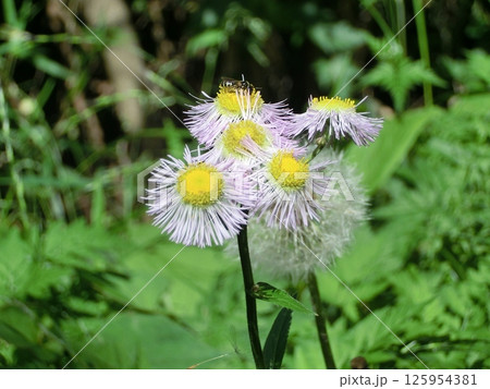ヒメジョオンの花 ヒメジョオンの花 125954381