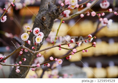 奈良・菅原神社盆梅展の日・境内の梅5 125954529