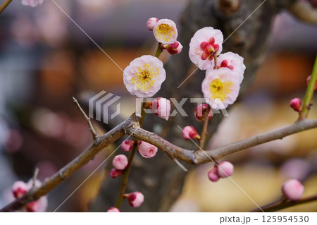 奈良・菅原神社盆梅展の日・境内の梅3 125954530