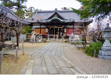 奈良・菅原神社盆梅展の日8 奈良・菅原神社盆梅展の日8 125954535