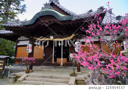 奈良・菅原神社盆梅展の日6 125954537