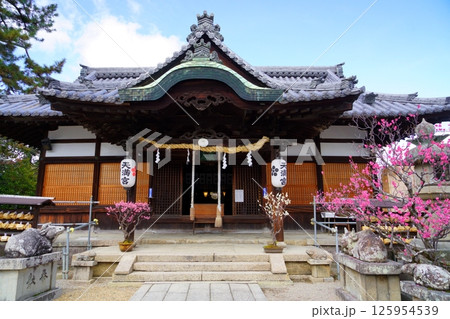 奈良・菅原神社盆梅展の日4 奈良・菅原神社盆梅展の日4 125954539