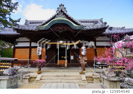 奈良・菅原神社盆梅展の日3 奈良・菅原神社盆梅展の日3 125954540