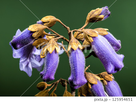 Elegant Light Purple Paulownia Flowers Blooming in Spring 125954651