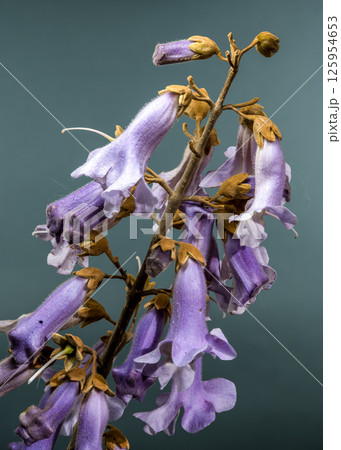 Elegant Light Purple Paulownia Flowers Blooming in Spring Elegant Light Purple Paulownia Flowers Blooming in Spring 125954653