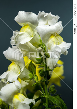 Vibrant White Snapdragon Bloom Against a green Backdrop 125954654