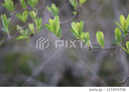 枝先に新芽の緑の若葉の出た枝のアップの風景 125954706