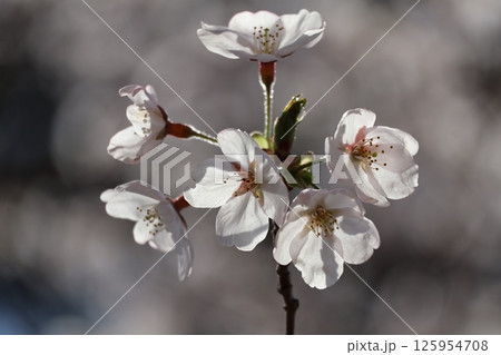 太陽の光で透ける花びらの桜の花の咲く木の枝のアップの風景 125954708