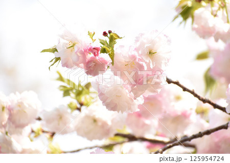 華やかなピンクの八重桜 華やかなピンクの八重桜 125954724