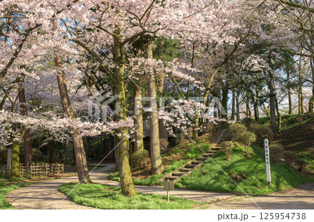 清々しい朝を迎えた春の千秋公園散策路　秋田市 125954738