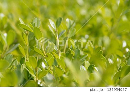 光を浴びる新緑のマメツゲの葉 125954927