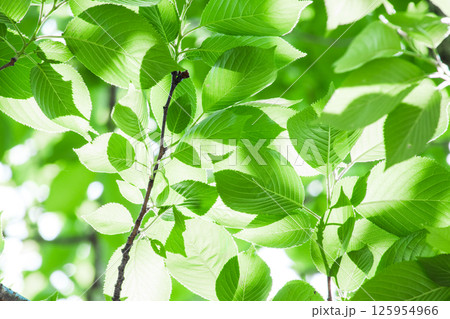 爽やかな新緑イメージ素材 爽やかな新緑イメージ素材 125954966