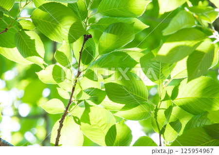 爽やかな新緑イメージ素材 125954967