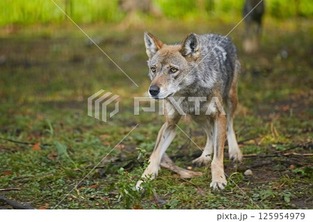 Wolf runs against the background of green grass 125954979