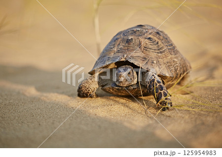 Mediterranean tortoise crawling in the desert sand, close-up 125954983