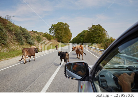 A herd of cows walking along an asphalt road, view from a car window 125955010