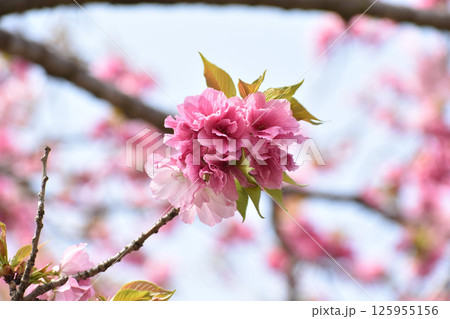 鮮やかなピンクの八重桜 125955156