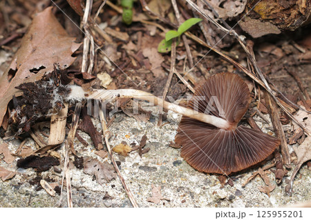 ナヨタケキノコの裏側・ヒダと柄(自然光+ストロボマクロ撮影) ナヨタケキノコの裏側・ヒダと柄(自然光+ストロボマクロ撮影) 125955201