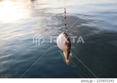 釣り上げた魚のフグ 125955243