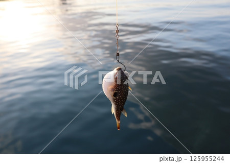 釣り上げた魚のフグ 釣り上げた魚のフグ 125955244