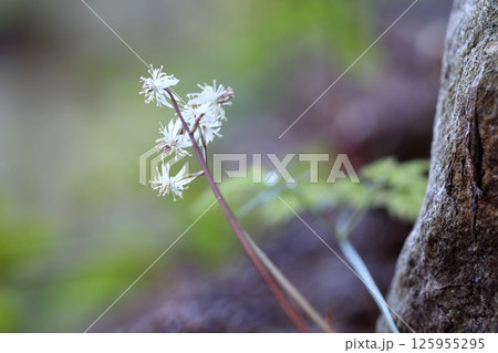 セリバオウレンの花　早春に白い花を咲かせる日本固有種 125955295