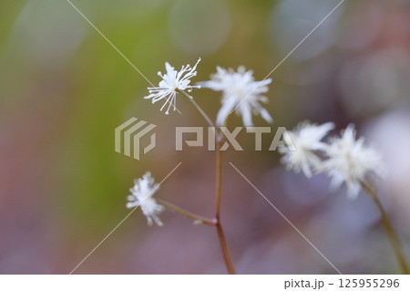 セリバオウレンの花　早春に白い花を咲かせる日本固有種 125955296