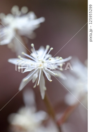 セリバオウレンの花　群生して咲く様子が可憐な、春の山野草 125955299