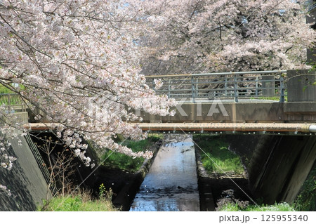 川沿いの桜並木 川沿いの桜並木 125955340