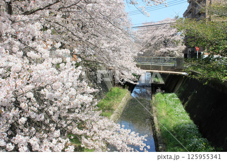川沿いに咲く満開の桜並木 125955341