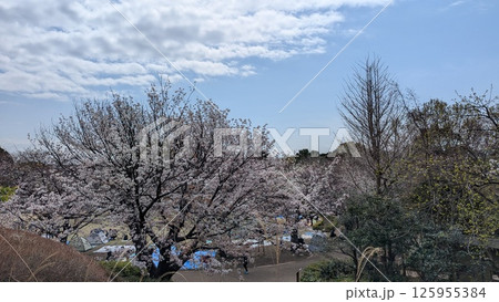 春の青空に映える梅の花 125955384