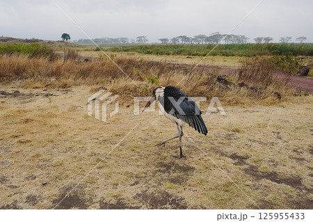 Marabou stork bird in African Ngorongoro Conservation Area in Crater Highlands in TANZANIA 125955433