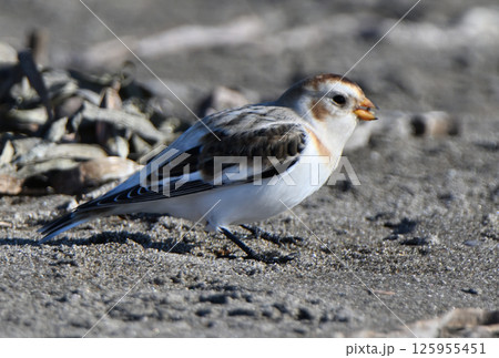 北海道野付半島の冬の砂浜で餌を探すユキホオジロ 125955451