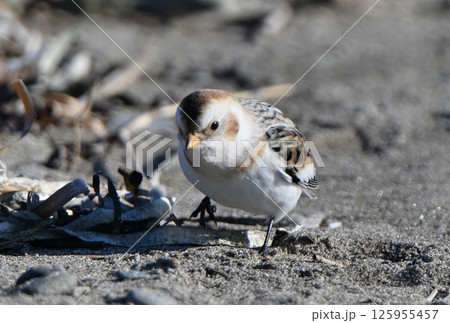 北海道野付半島の冬の砂浜で餌を探すユキホオジロ 125955457