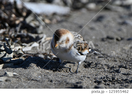 北海道野付半島の冬の砂浜で餌を探すユキホオジロ 125955462